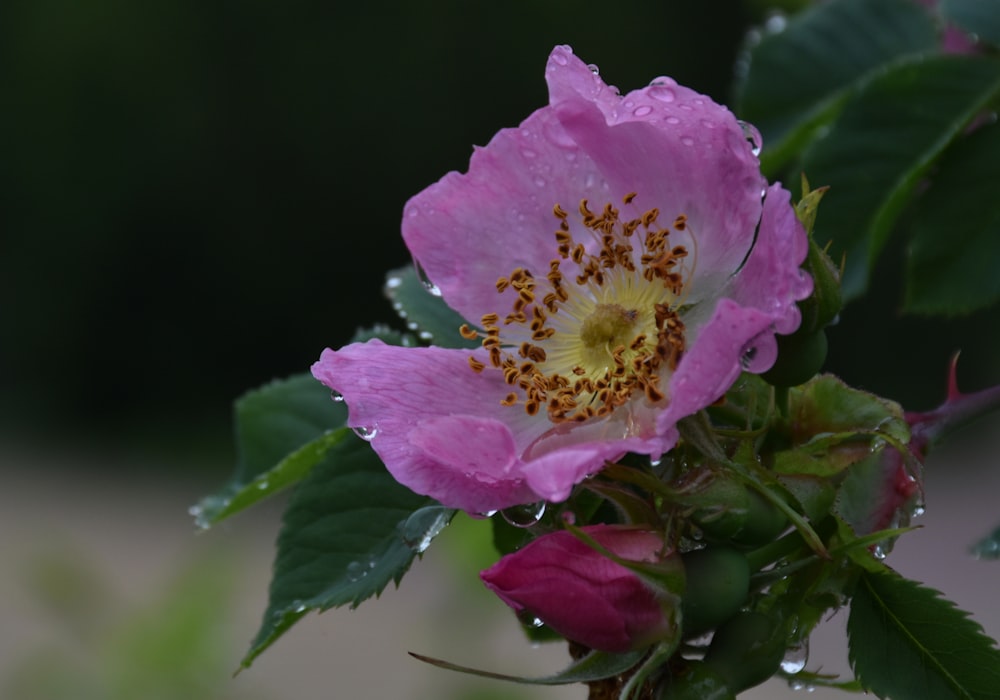 flor rosa com folhas verdes