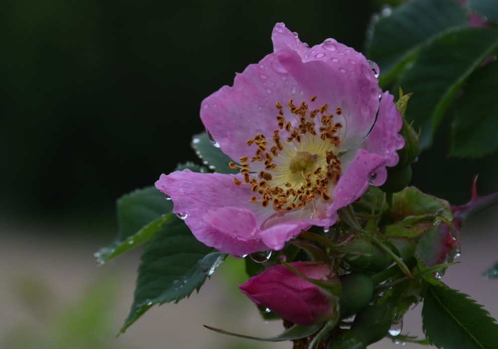 pink flower with green leaves