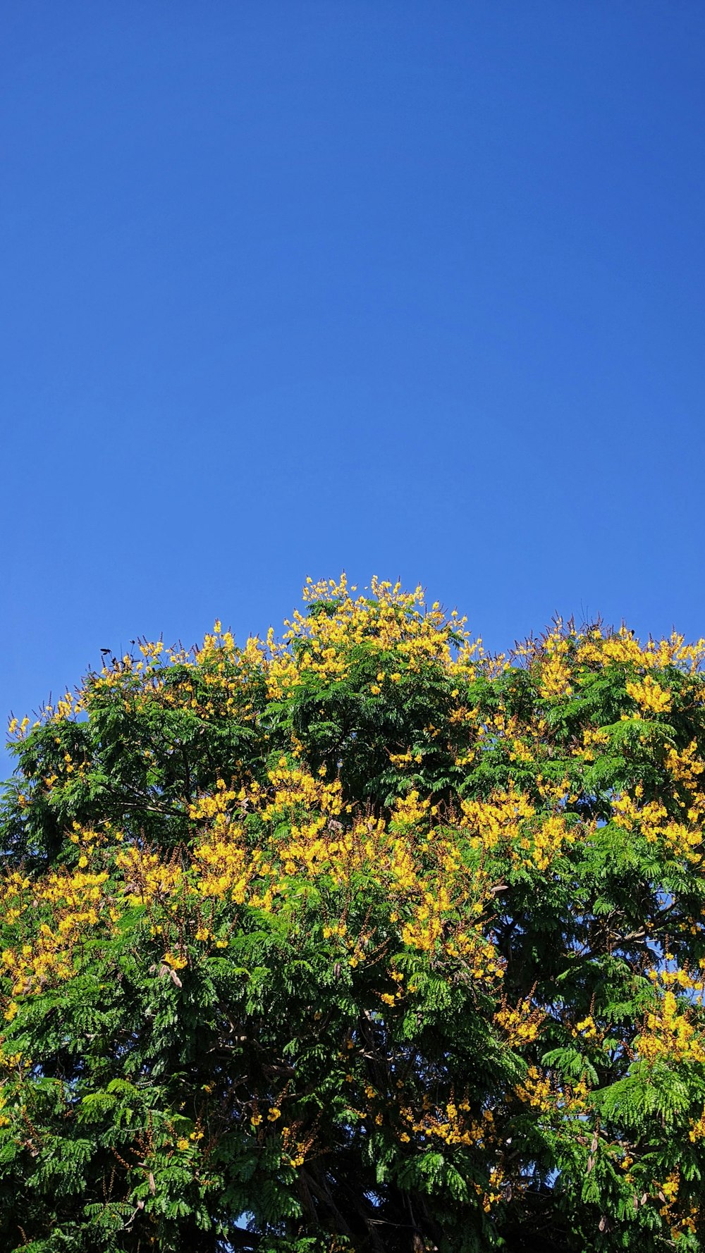 green tree under blue sky during daytime