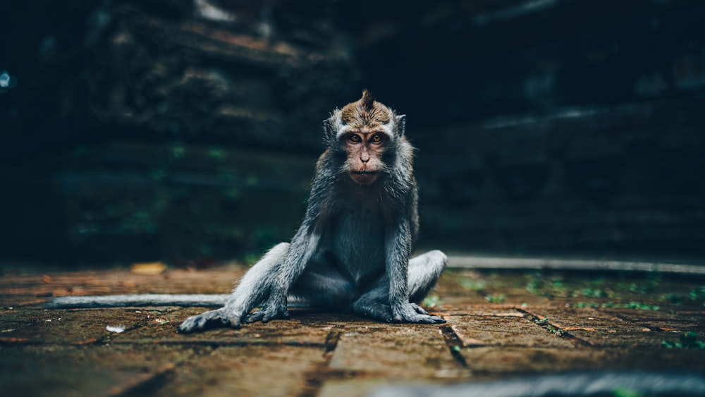 gray monkey sitting on brown wooden log during daytime