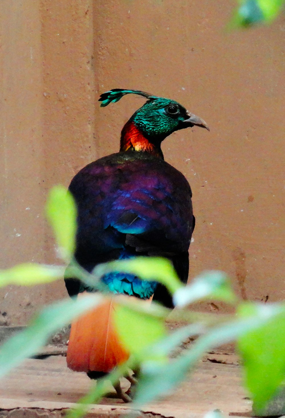 blue green and red bird