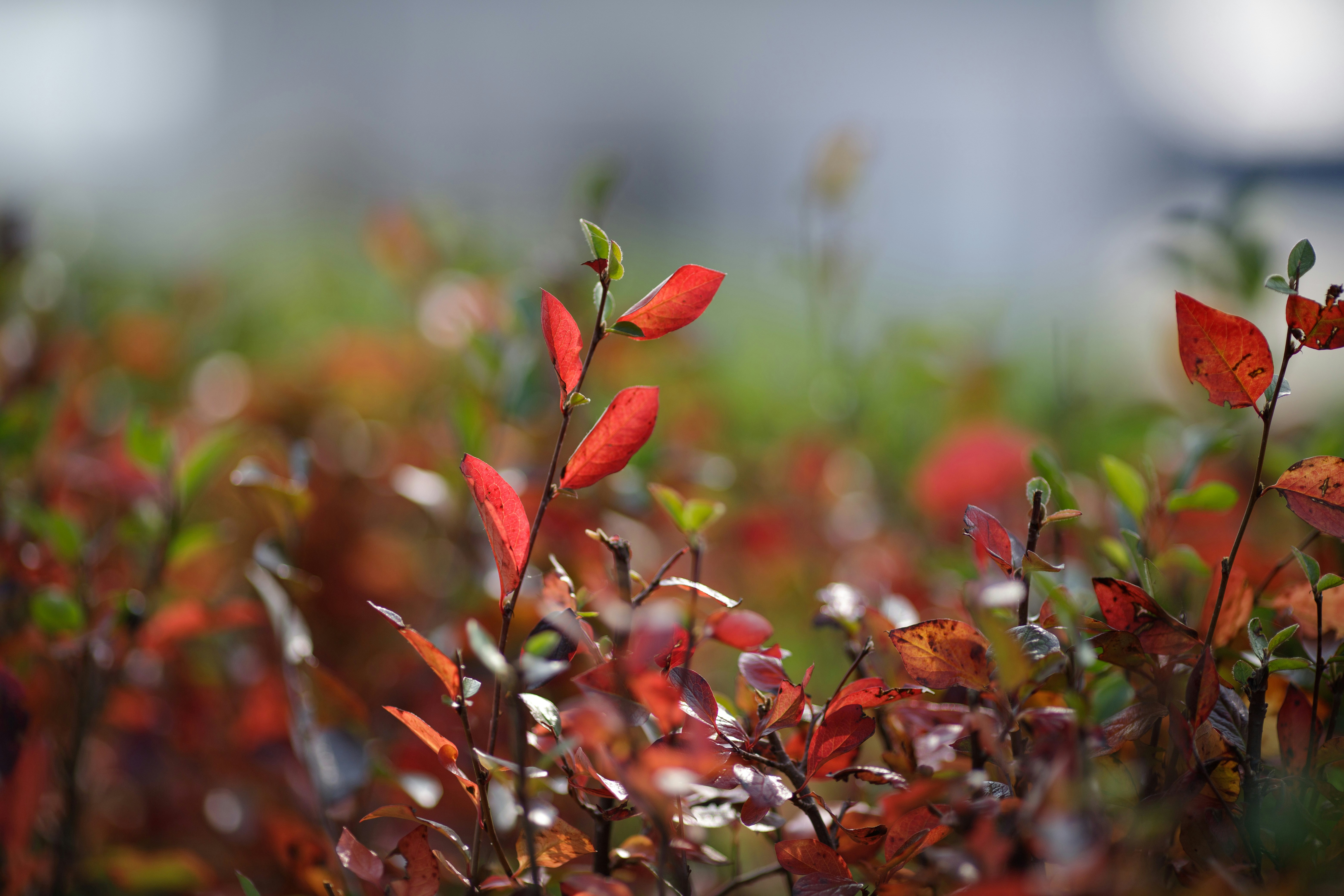 Close-up of hedge trimmer blades cutting a green bush