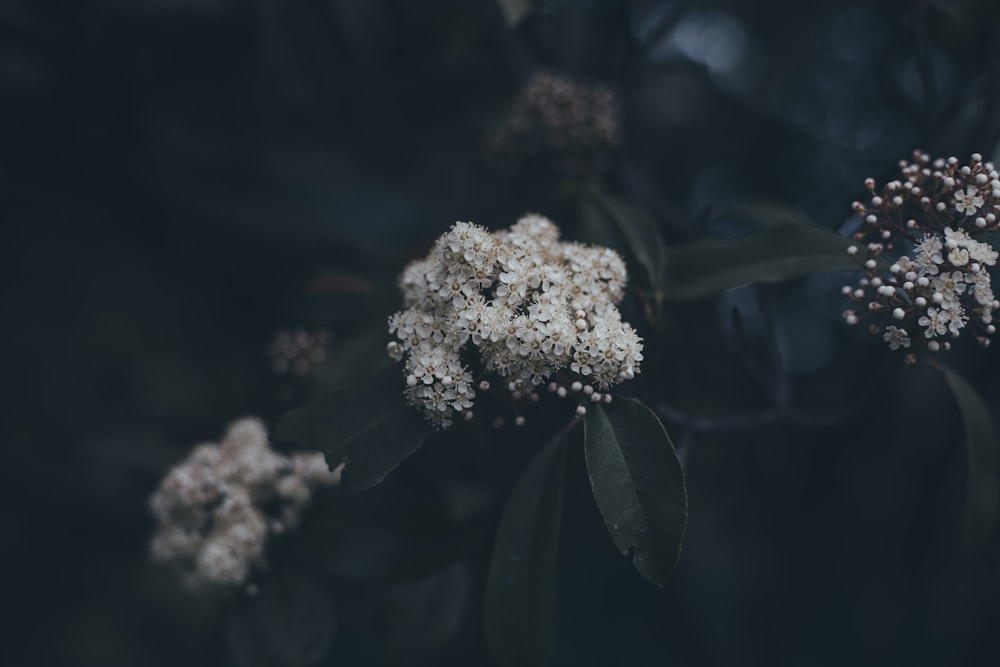 white flower with green leaves