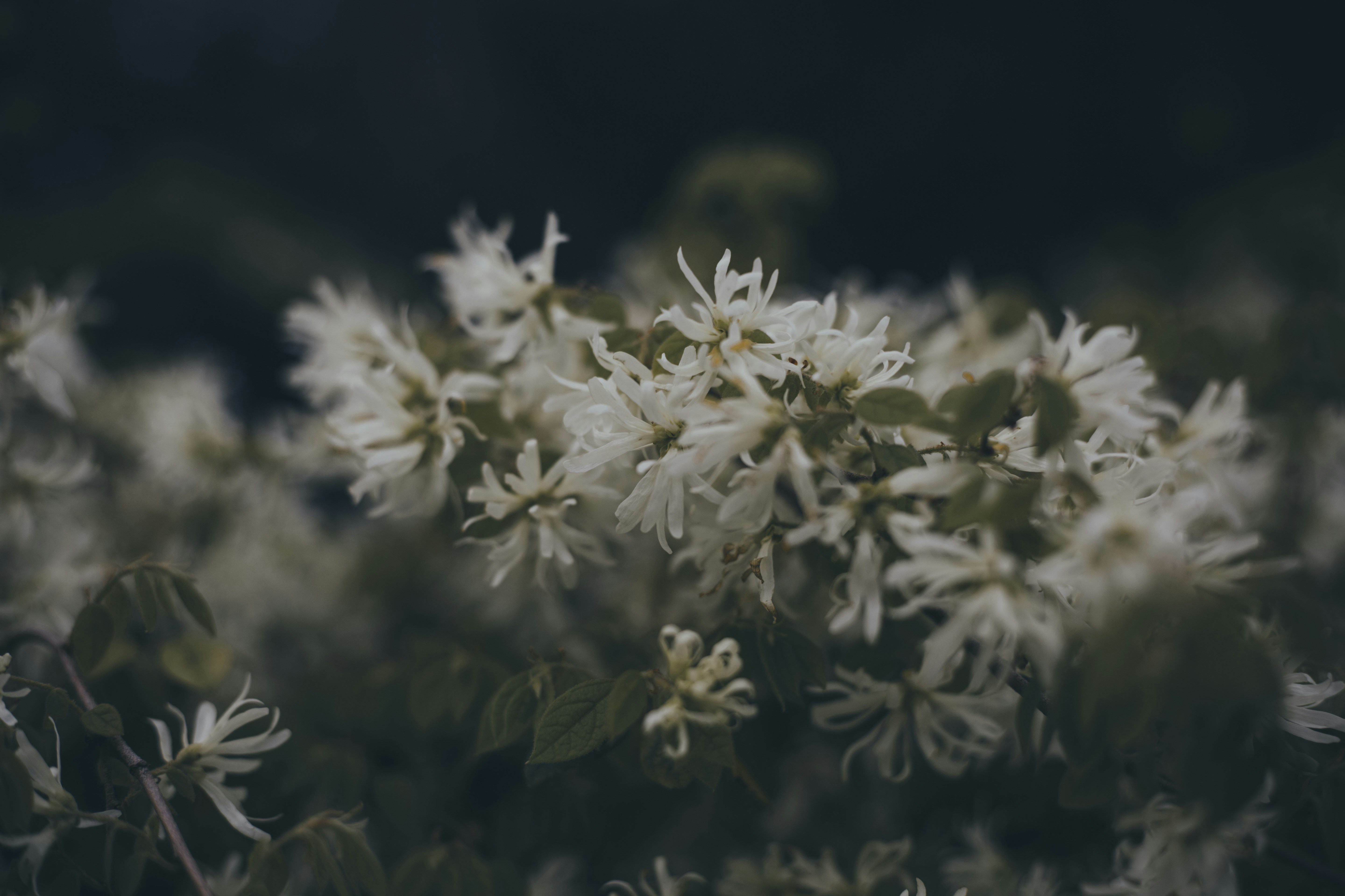 Photo by i_am_simoesse