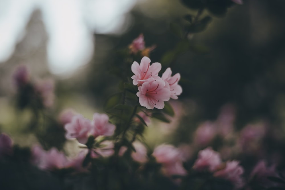 Flores rosas en lente de cambio de inclinación