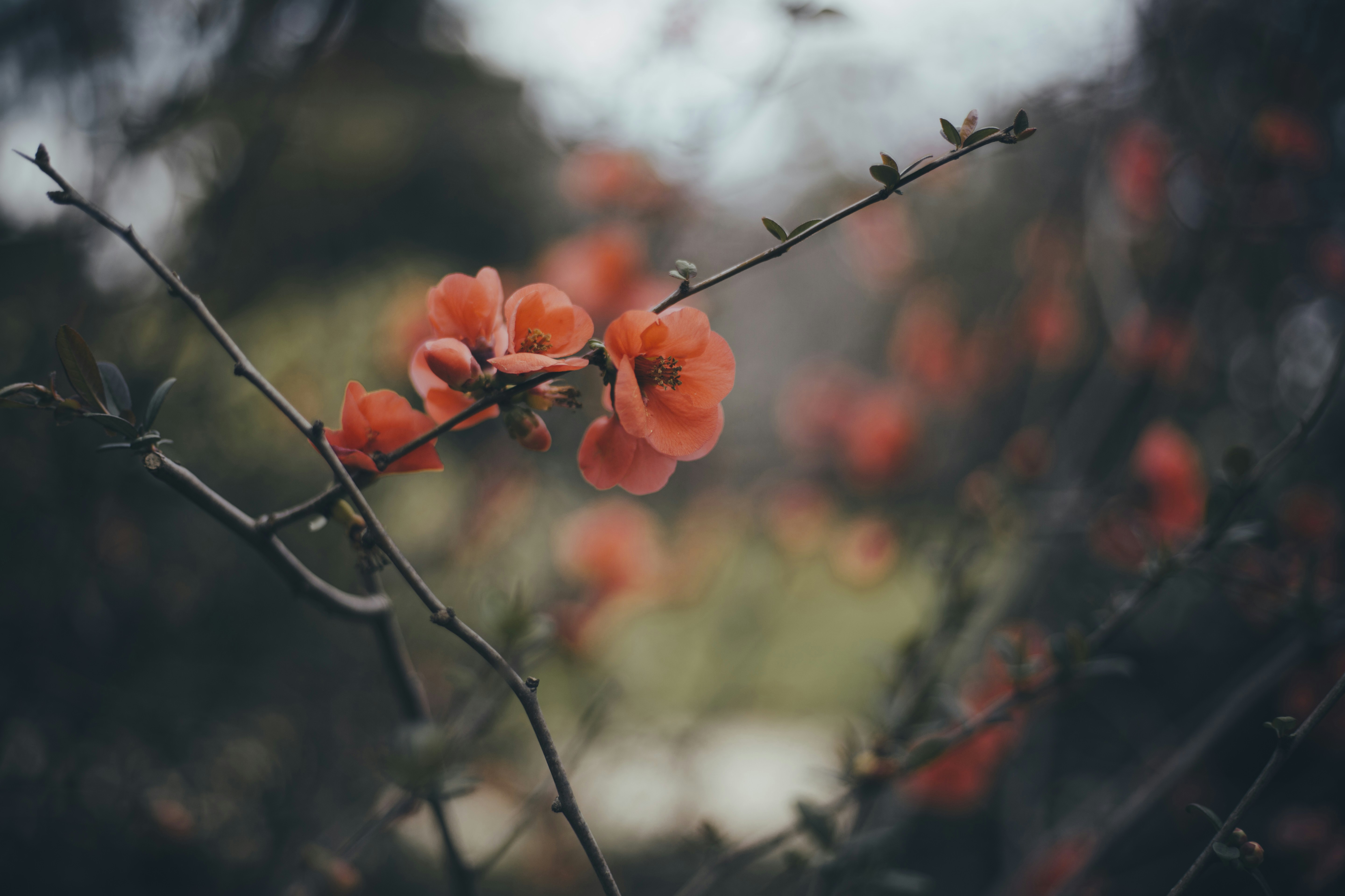 Photo by i_am_simoesse