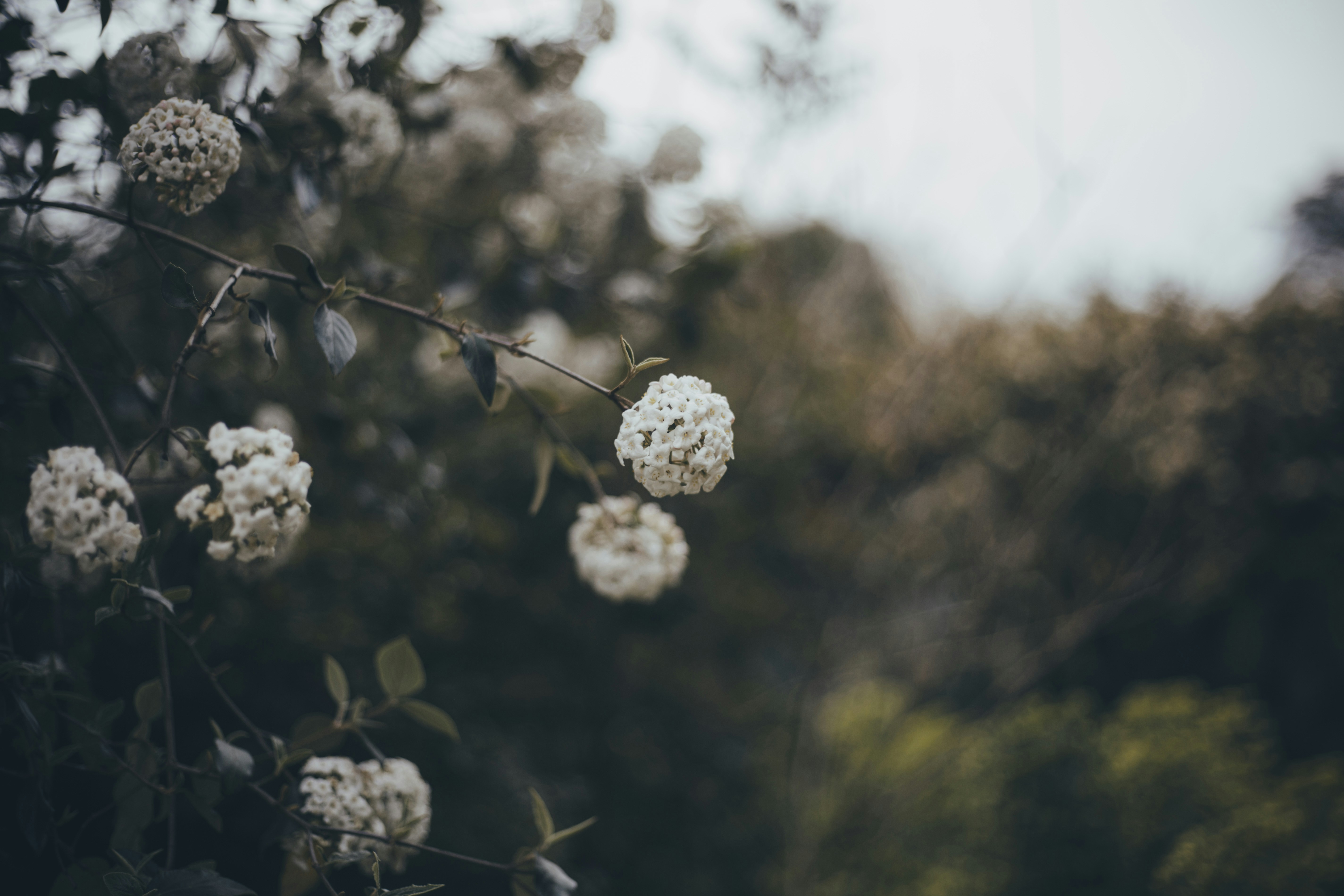 Photo by i_am_simoesse