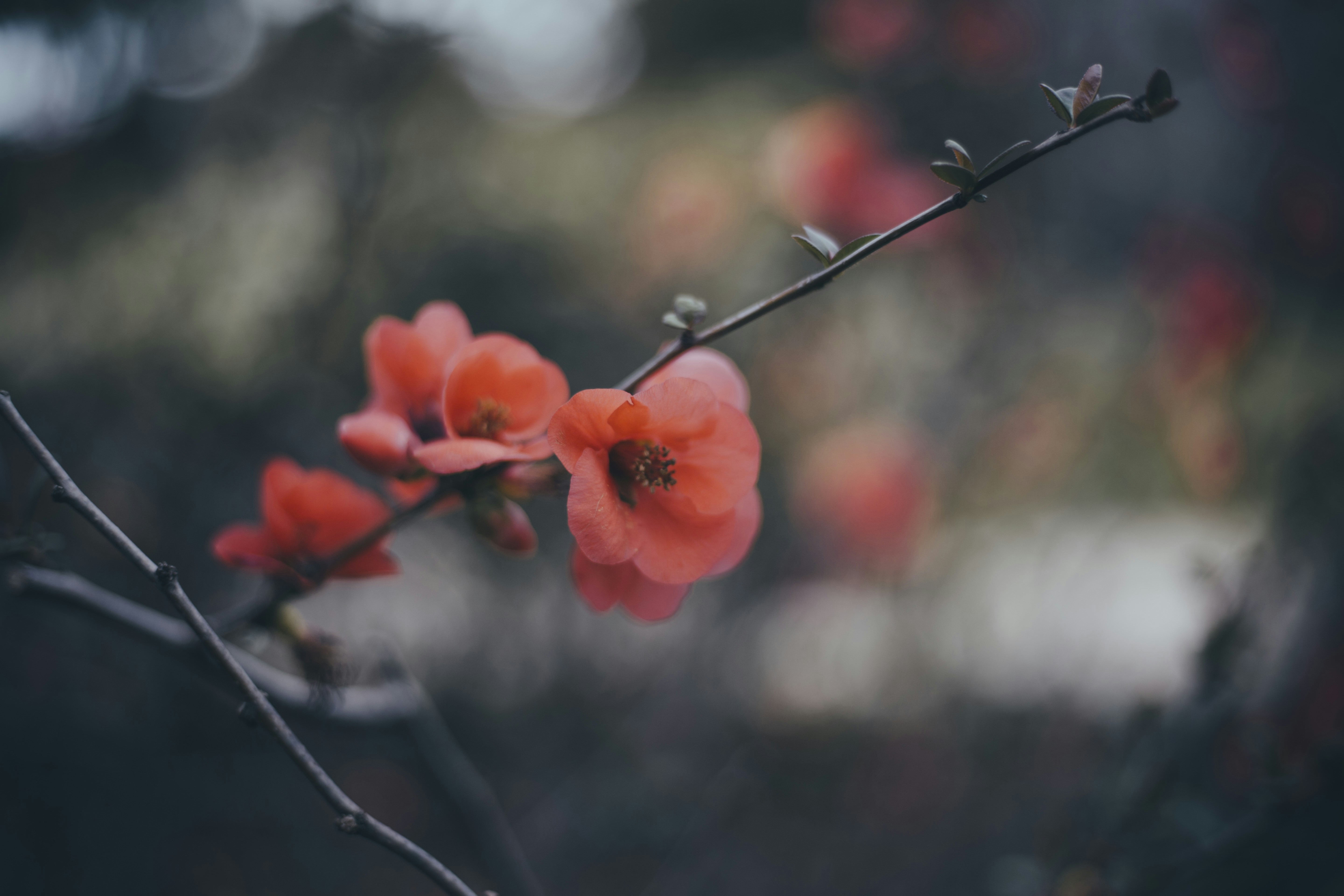 Photo by i_am_simoesse