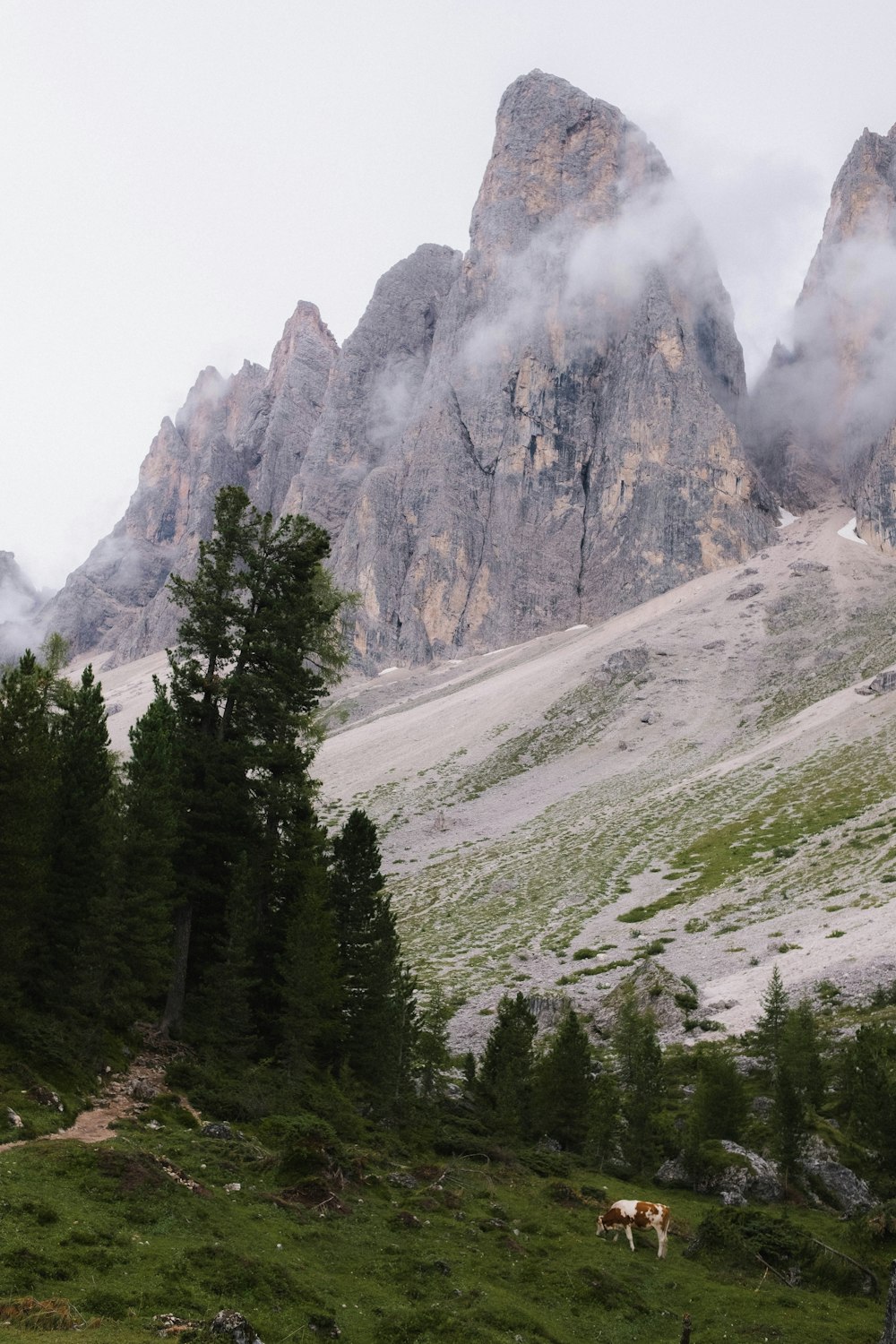 green trees on mountain during daytime