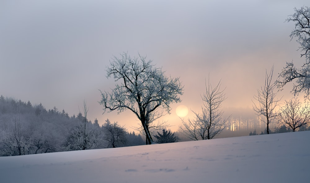 昼間は雪に覆われた地面に裸の木