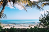green palm trees near sea during daytime