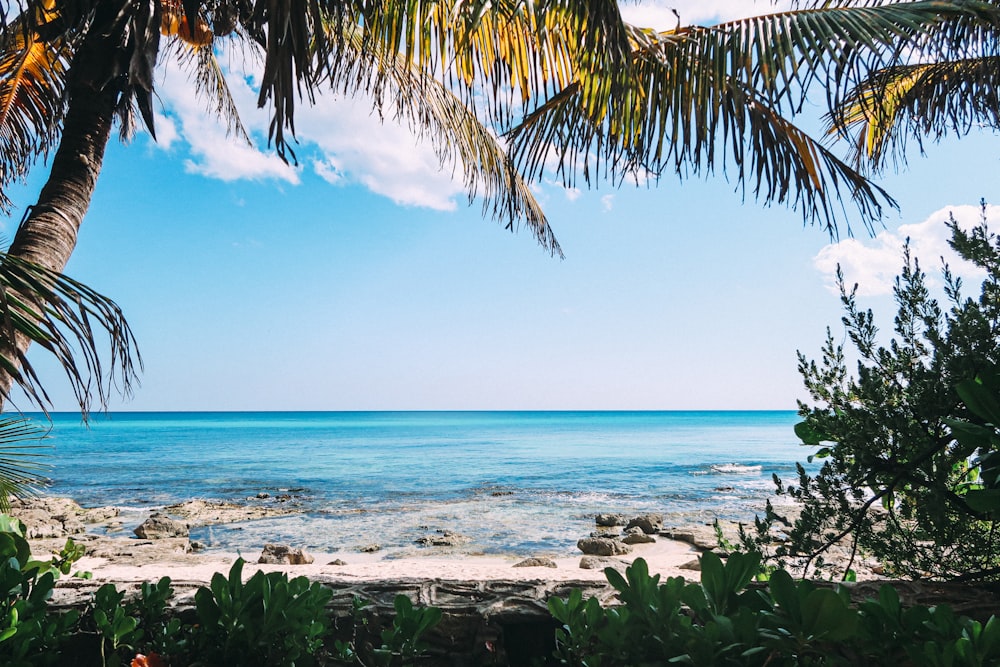 green palm trees near sea during daytime