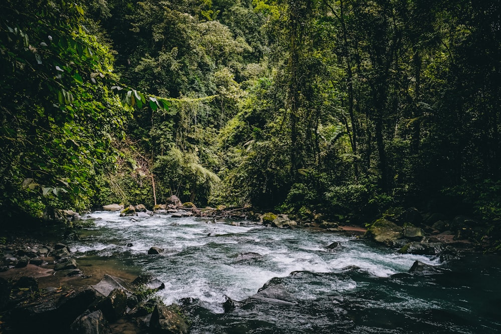 green trees beside river during daytime