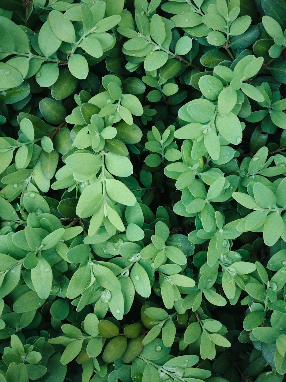 green leaves plant during daytime