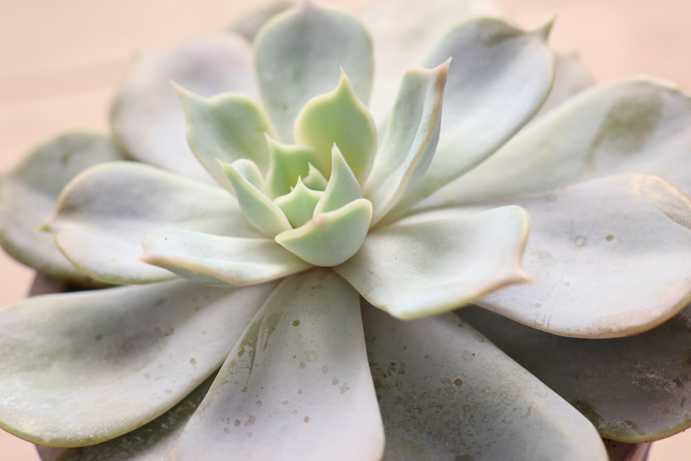 white and green flower in macro lens