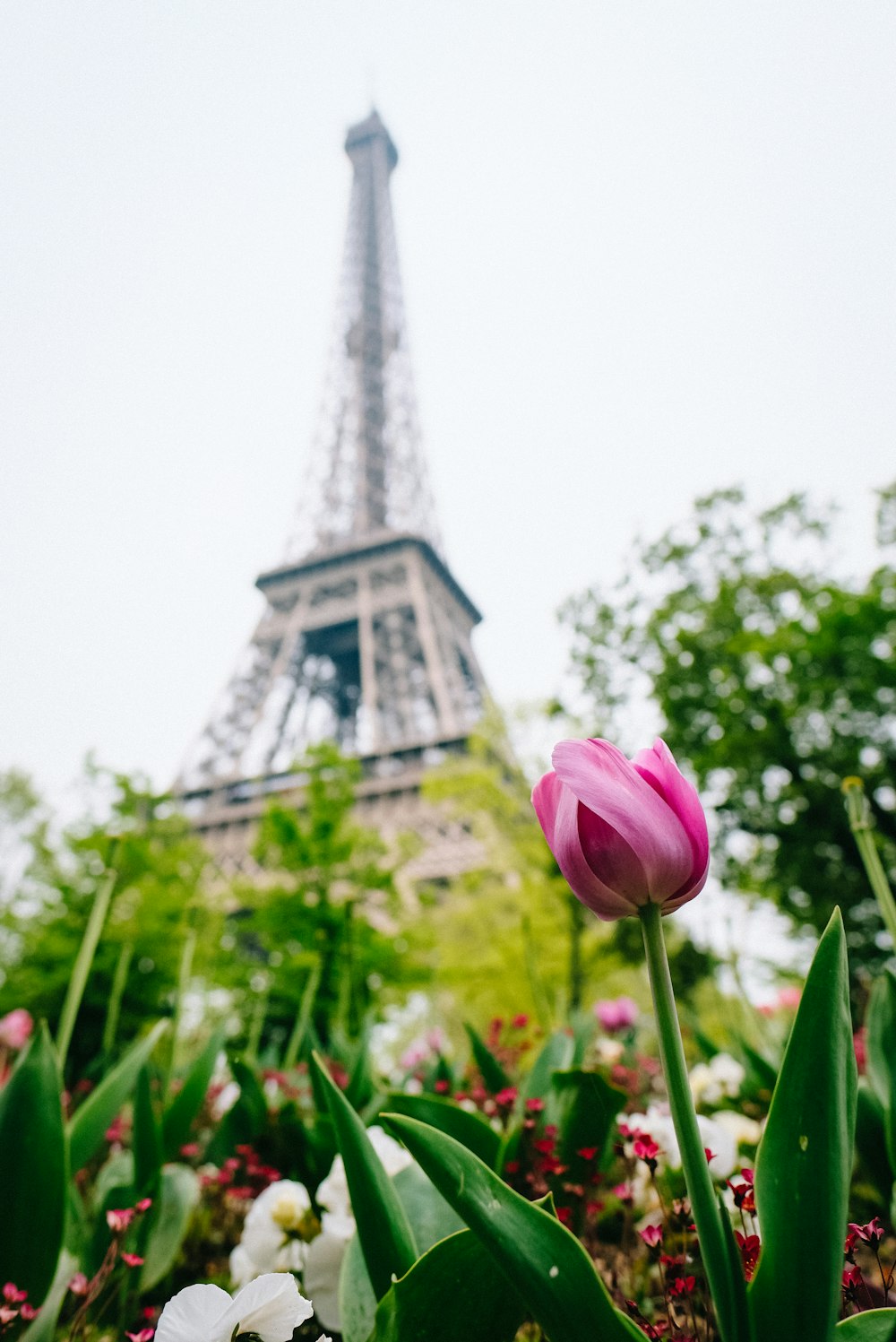 Fleur rose devant la Tour Eiffel pendant la journée