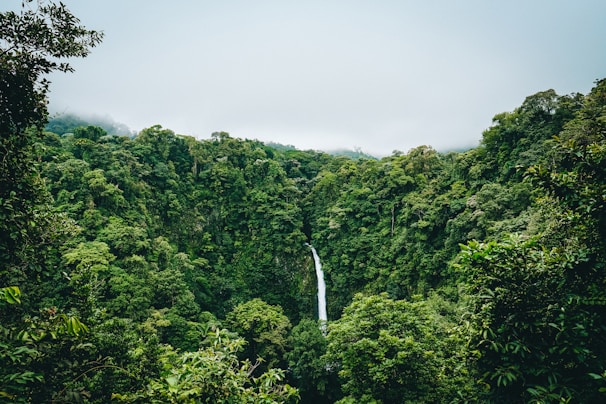 green trees under white sky during daytime