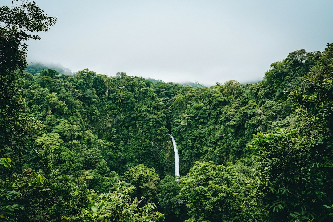 Goa tropical jungle dense palm trees canopy