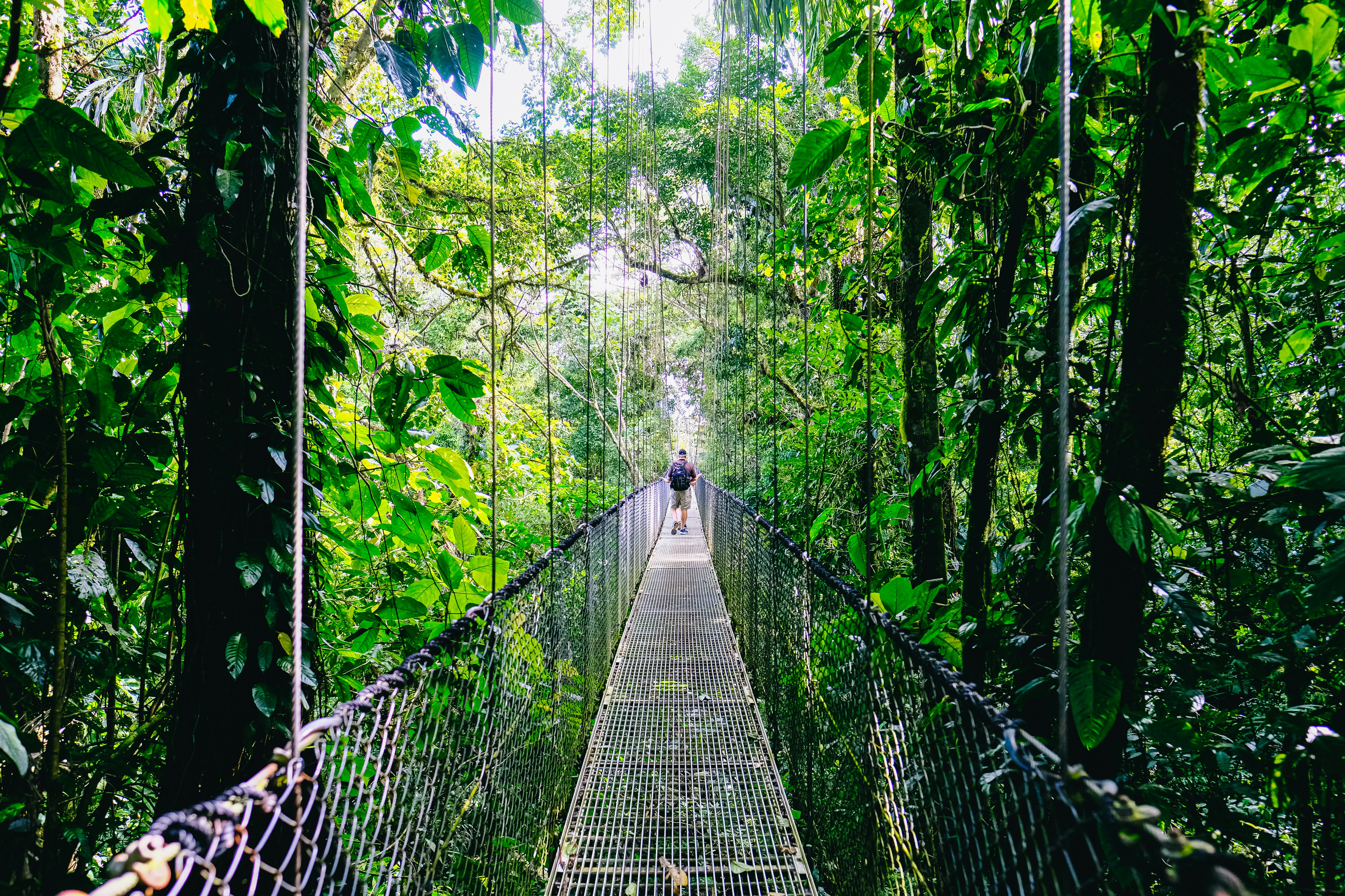 person walking on hanging bridge surrounded by green trees during daytime, Bridge in Costa Rica jungle