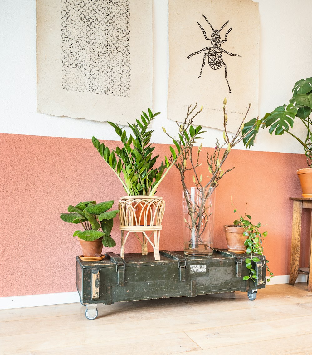 green plant on brown wooden table