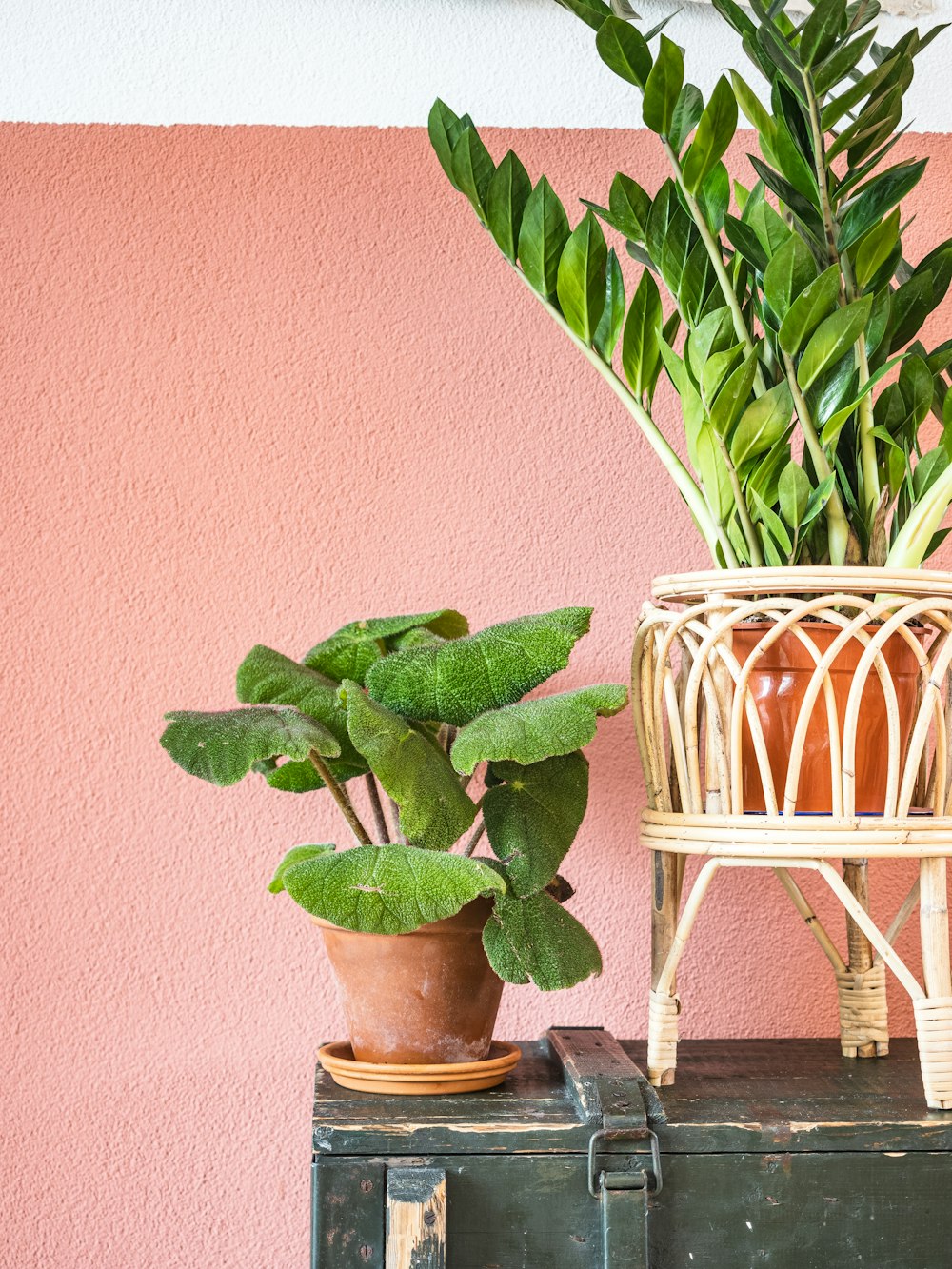 green plant on brown pot