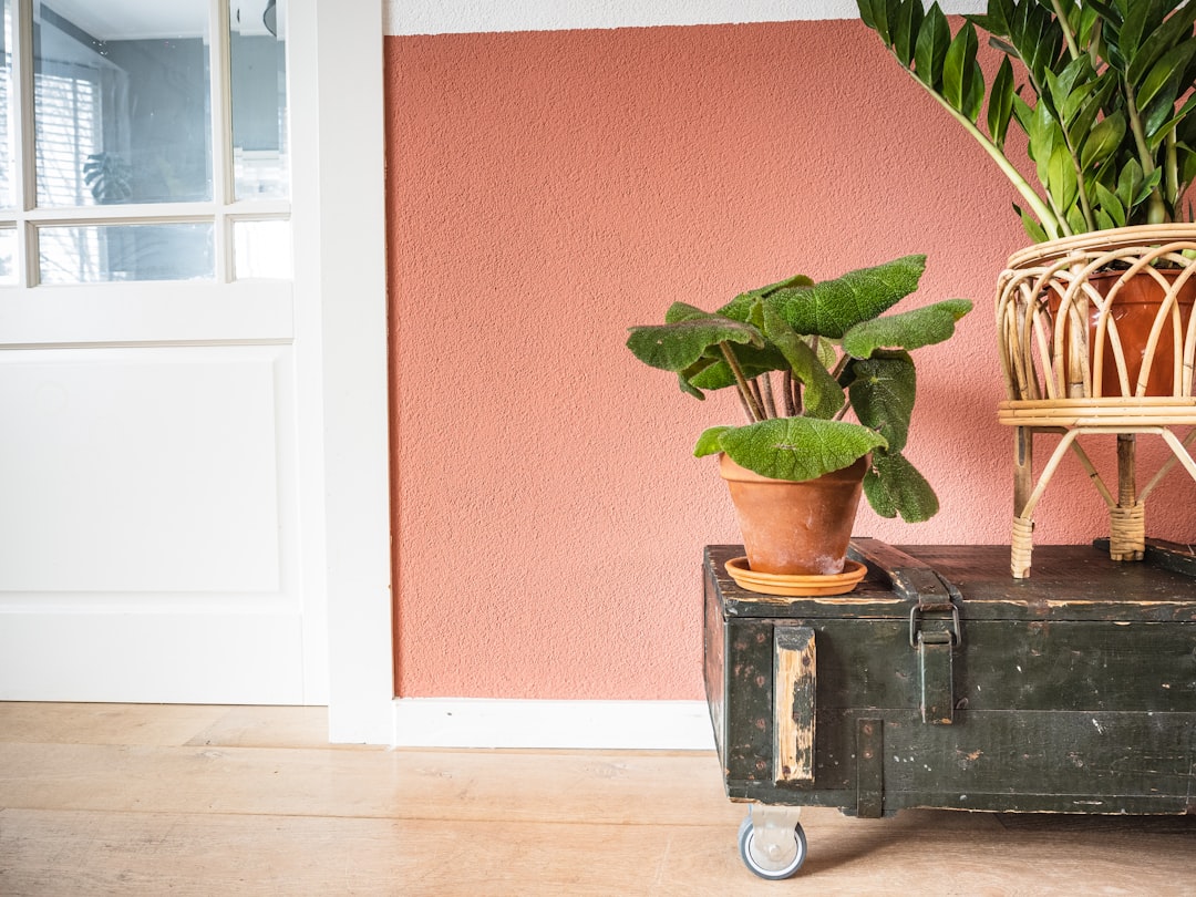 green potted plant on black suitcase
