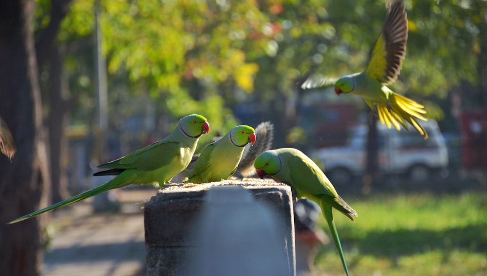 green and yellow birds on gray container during daytime