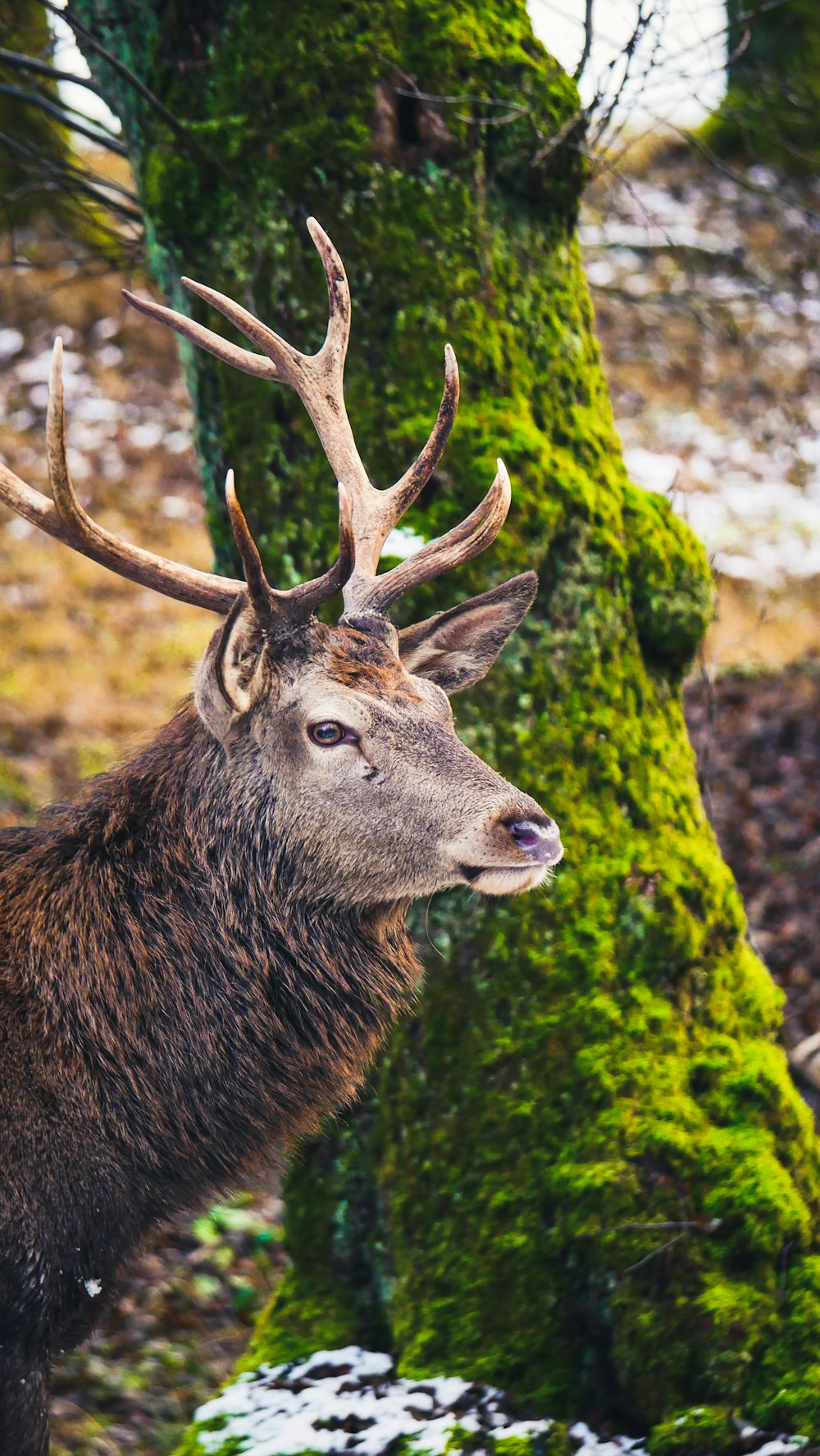 brown deer in forest during daytime