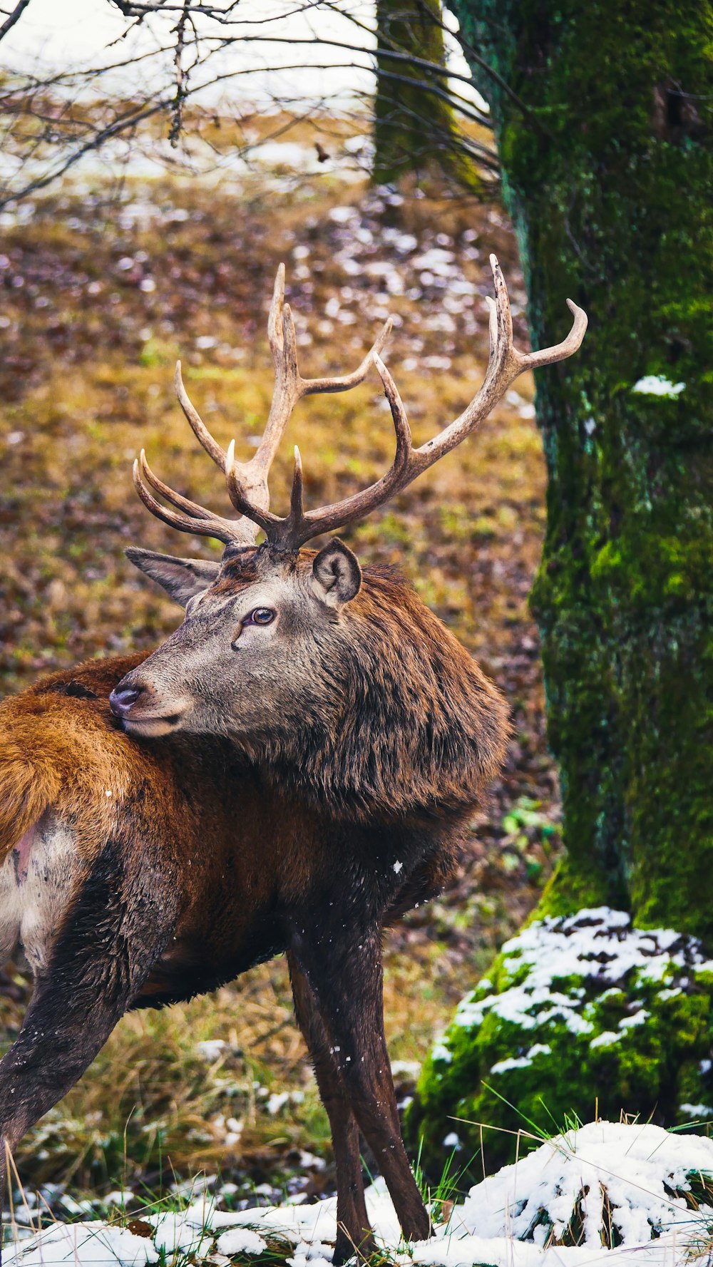 brown and black animal eating grass