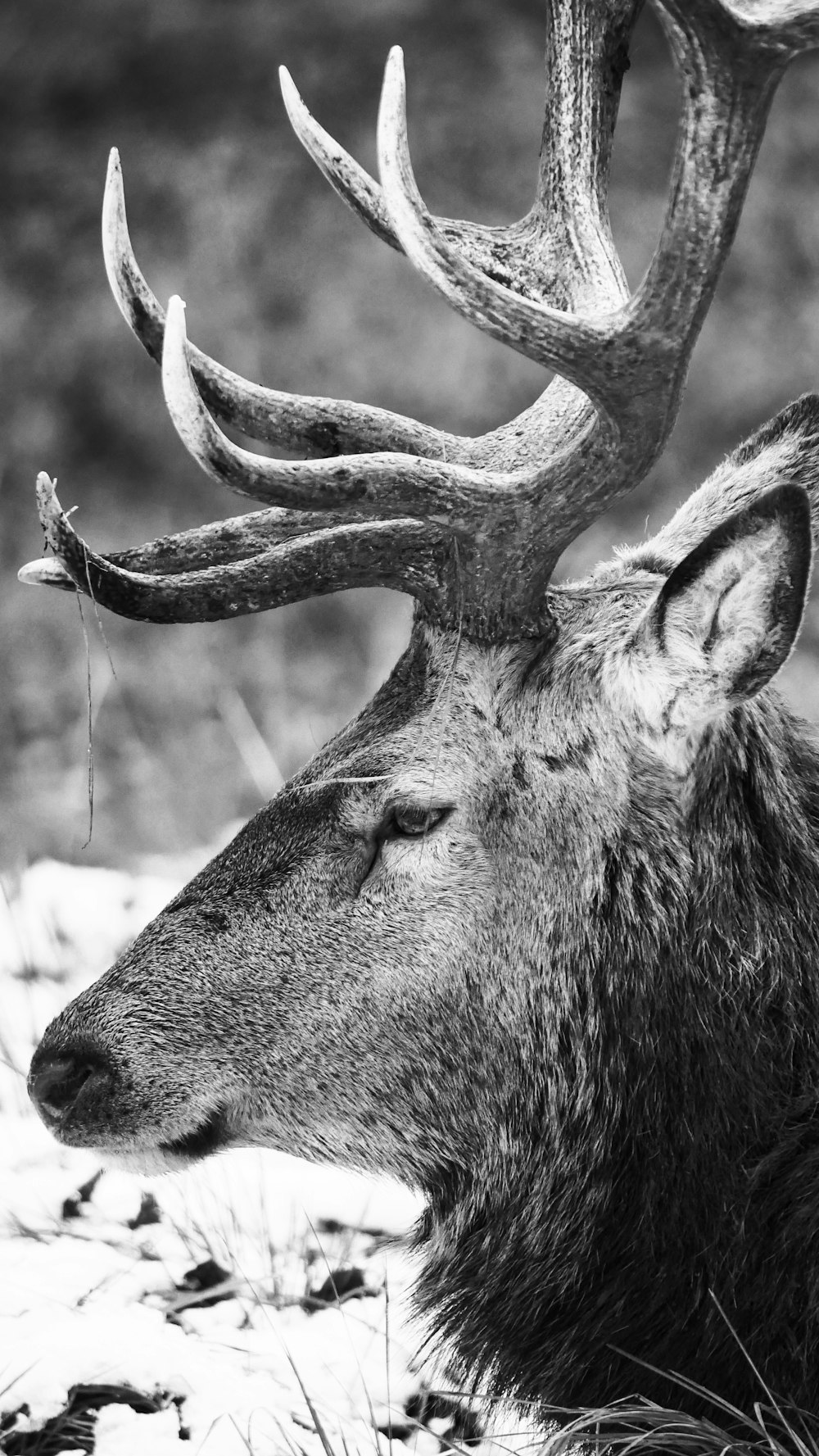 grayscale photo of animal eating grass