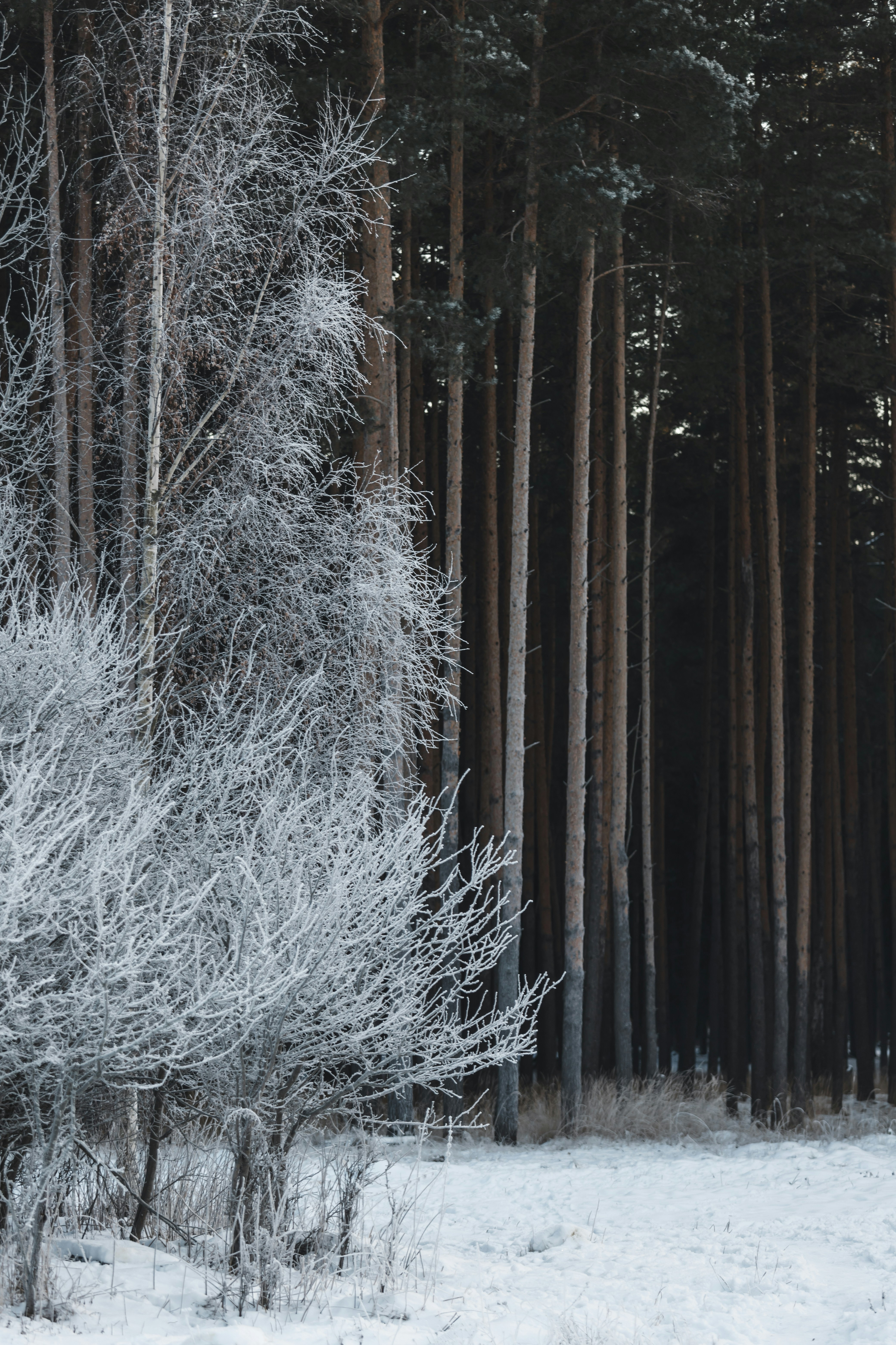 Schneebedeckte Bäume tagsüber