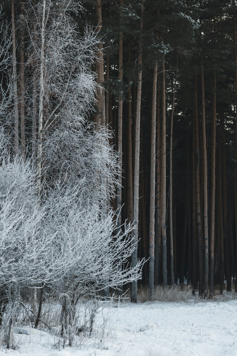 snow covered trees during daytime