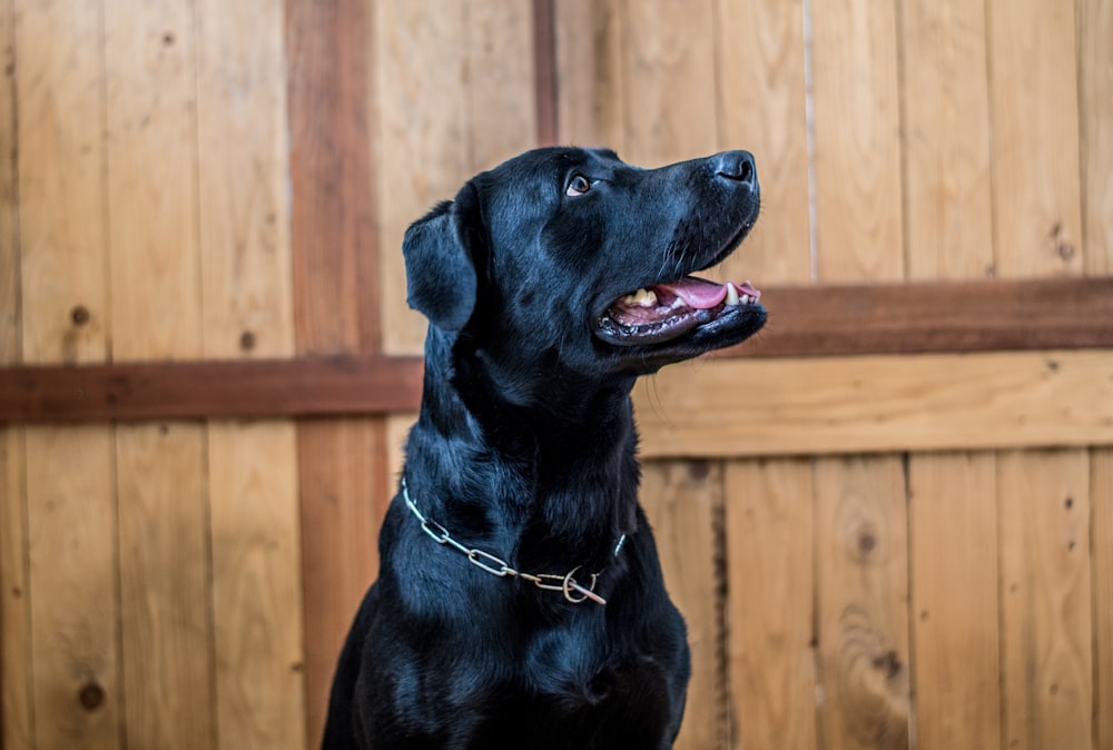 black labrador retriever near brown wooden fence during daytime