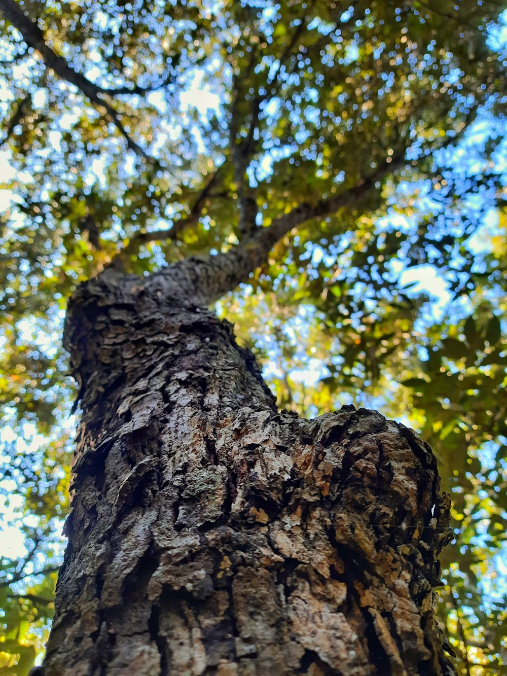 brown tree trunk during daytime