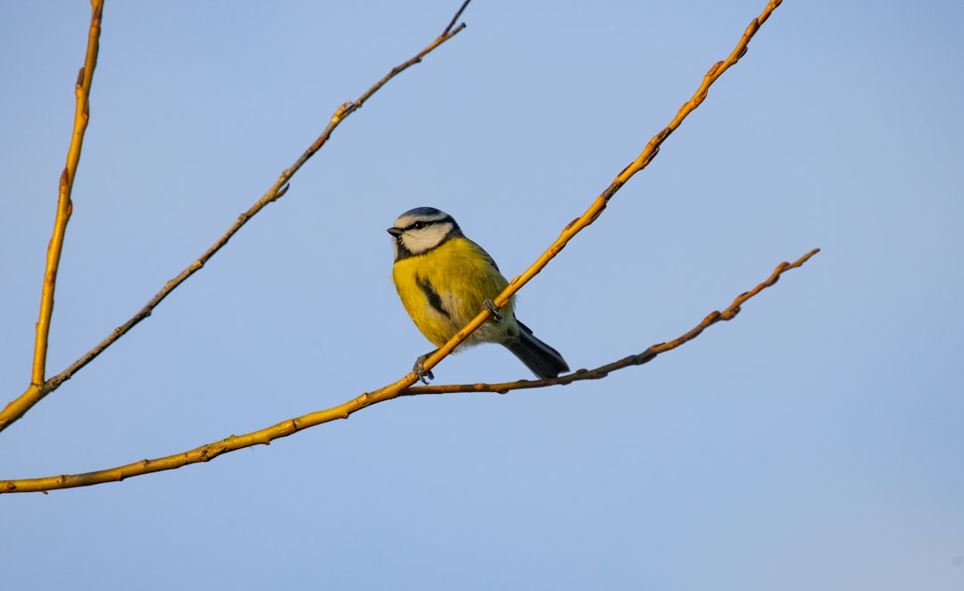 green and black bird on brown tree branch during daytime