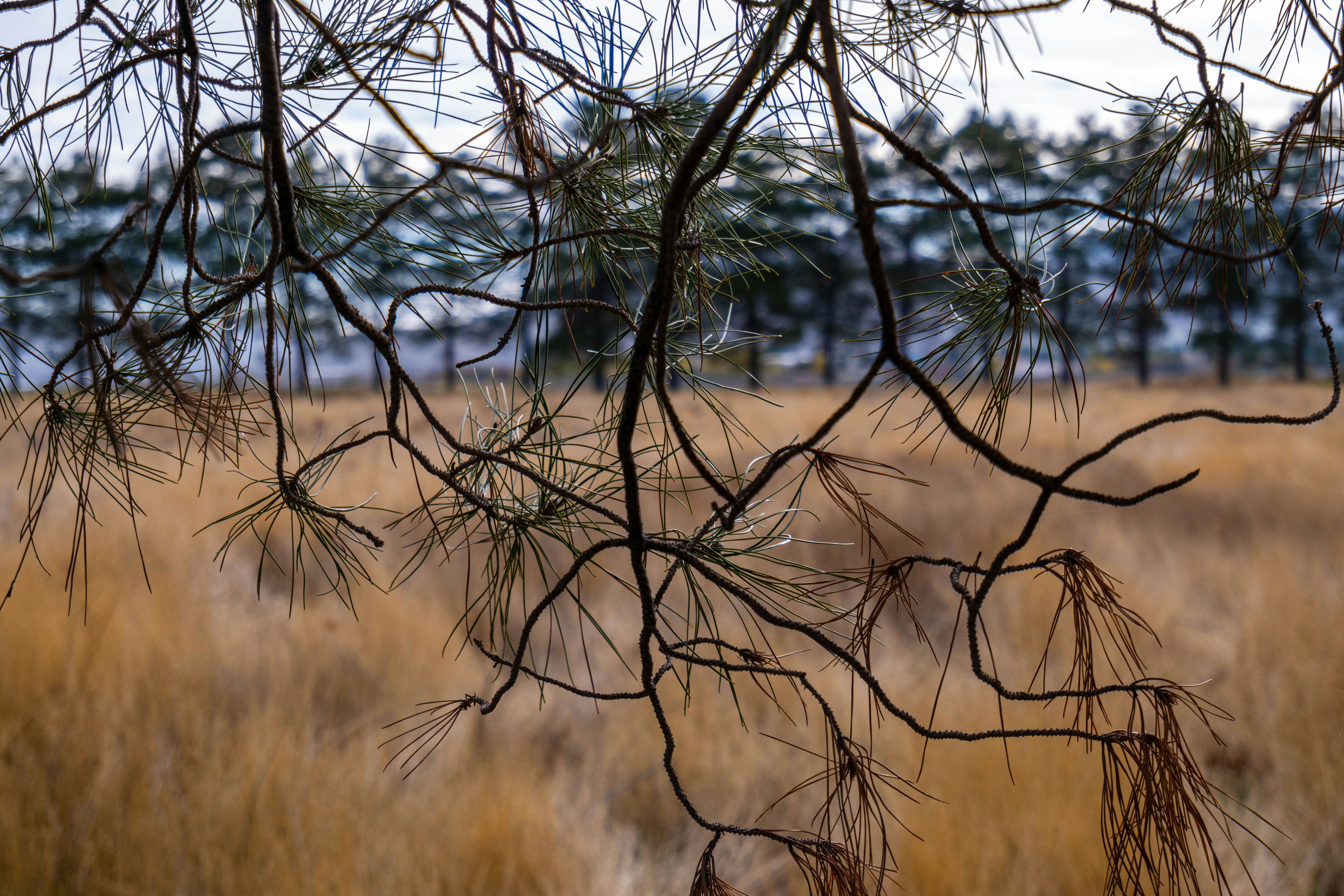 Photo by mohsen082003