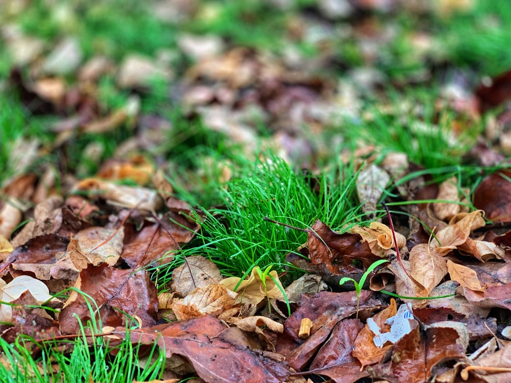 brown dried leaves on green grass during daytime