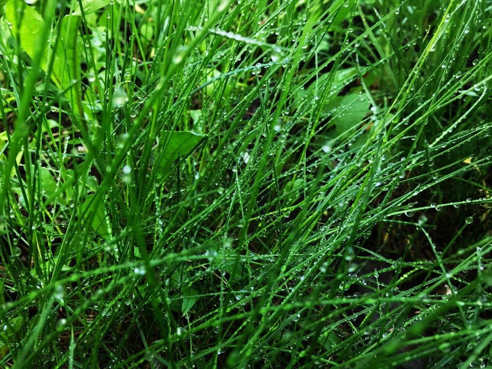 hierba verde con gotas de agua