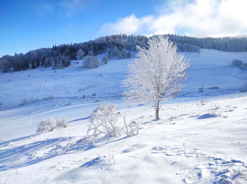 árvores e montanhas cobertas de neve durante o dia