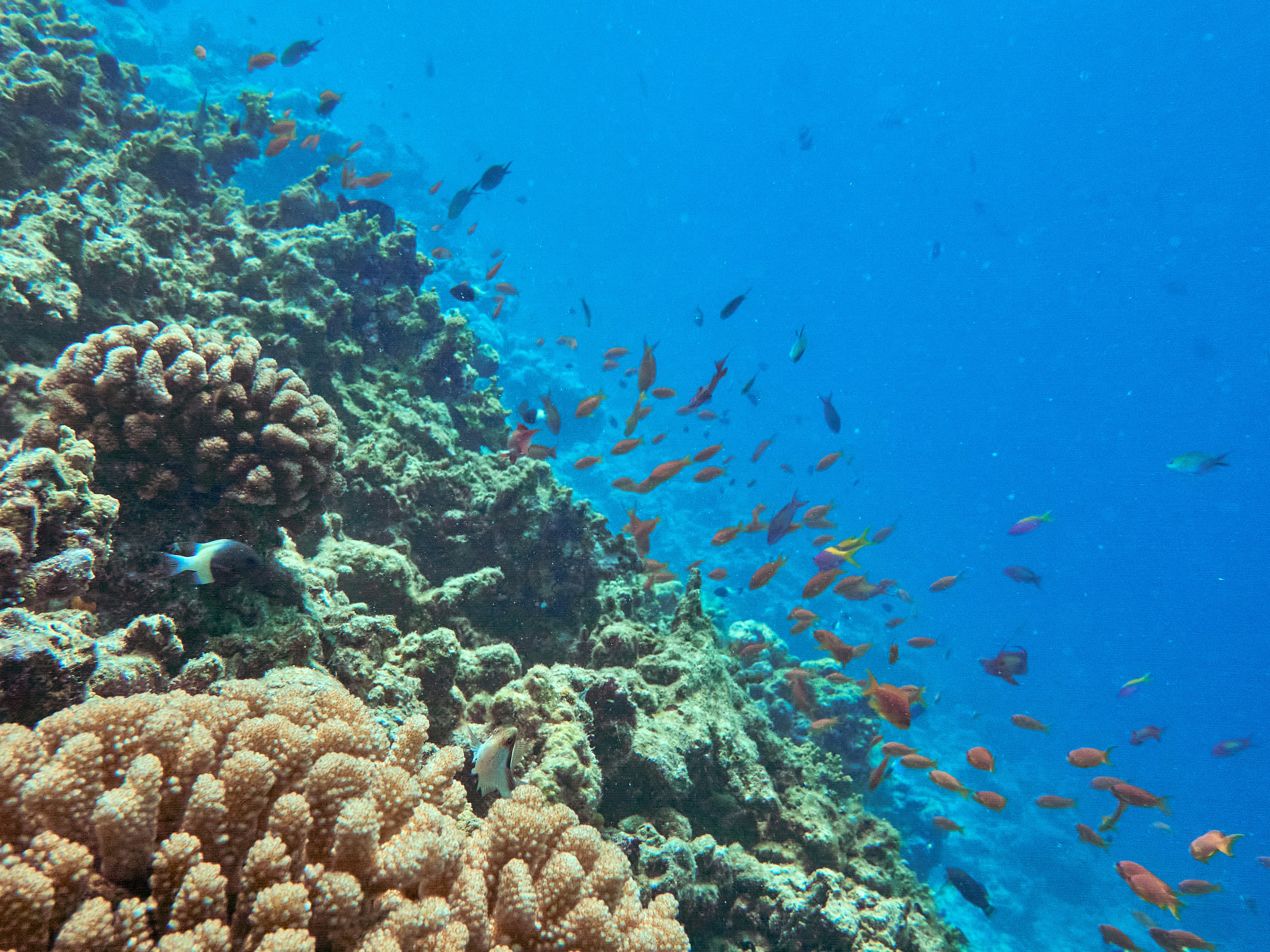 Coral reef with tropical fish in clear Caribbean ocean waters