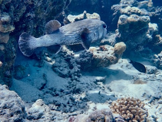 Close-up of a vibrant puffer fish navigating a 3D-printed star wars battle wreckage aquarium environment.