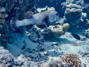 Close-up of a vibrant pufferfish navigating a 3D-printed Star Wars battle wreckage environment.