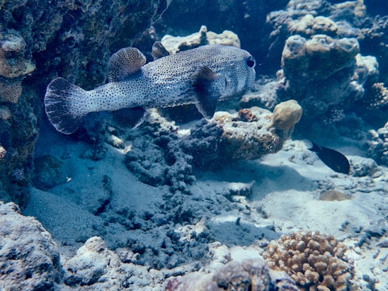 Close-up of a vibrant puffer fish navigating a 3D-printed star wars battle wreckage aquarium environment.