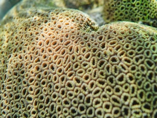 A close-up of coral structure with intricate and repetitive patterns, resembling small loops and circles. The surface texture appears rough and uneven, with varying shades of brown and green highlighting the coral formations.
