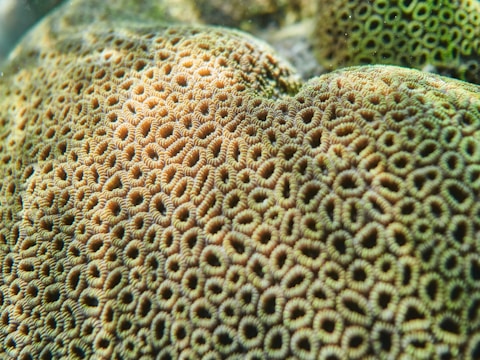 A close-up of coral structure with intricate and repetitive patterns, resembling small loops and circles. The surface texture appears rough and uneven, with varying shades of brown and green highlighting the coral formations.