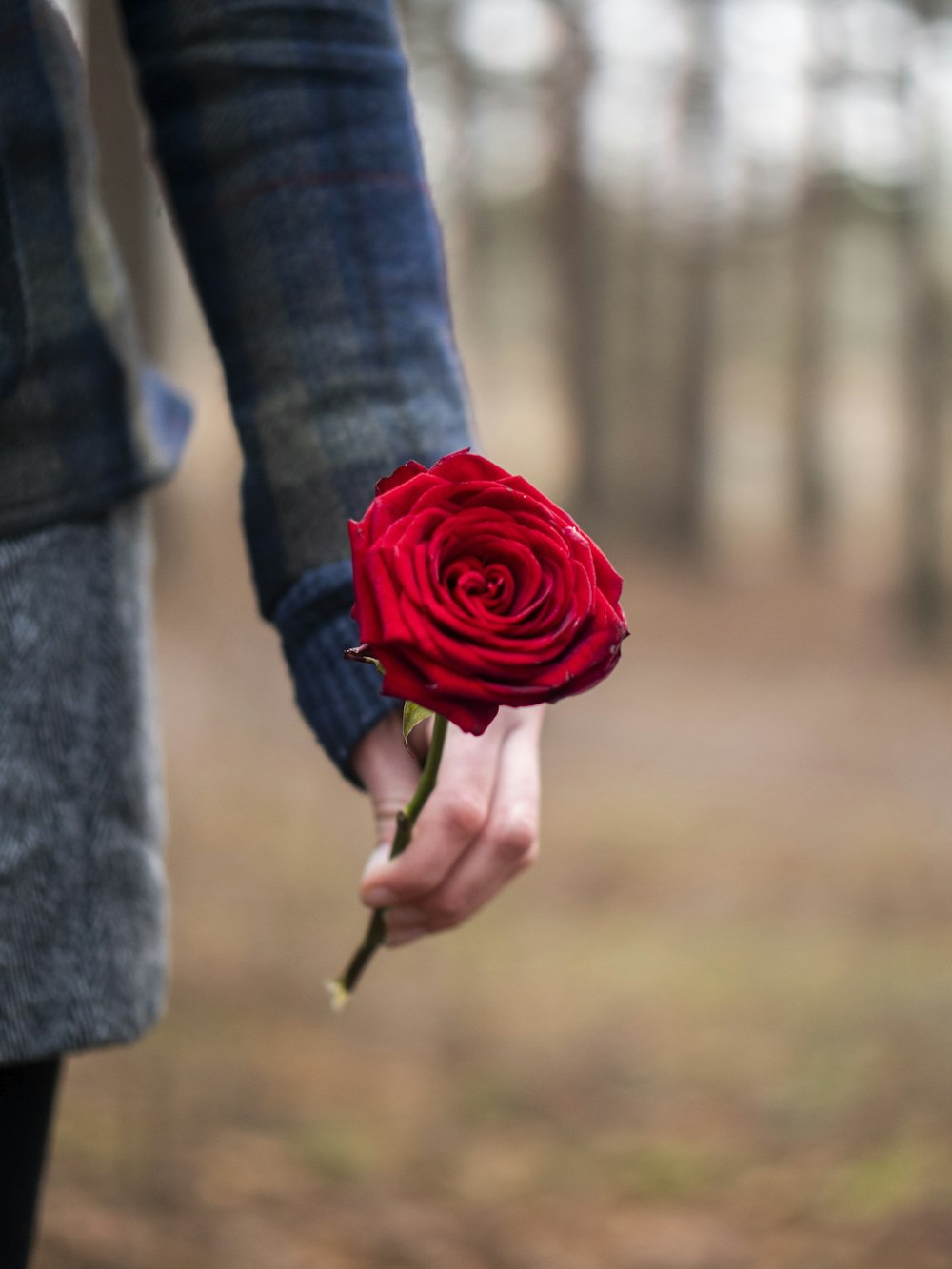 Person mit roter Rosenblüte