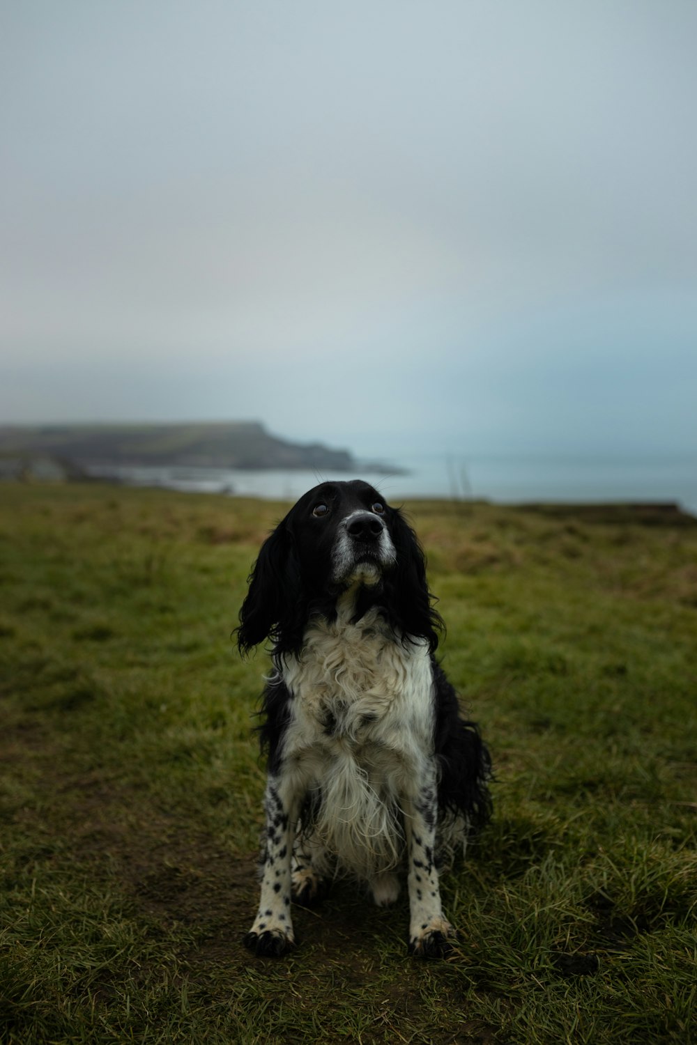 black and white long coated dog sitting on green grass field during daytime