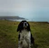 black and white long coated dog sitting on green grass field during daytime