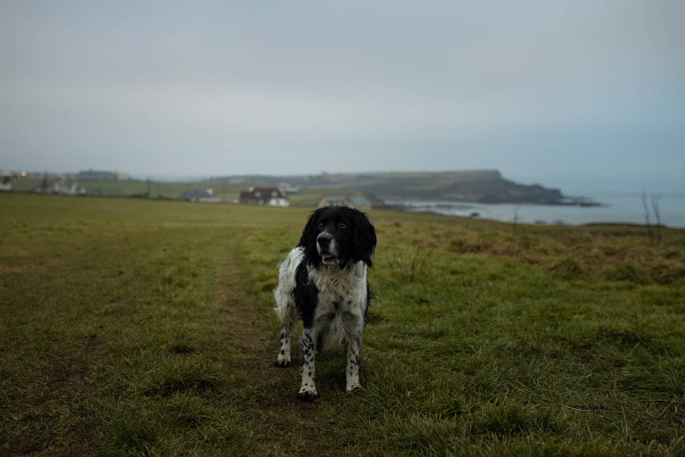chien moyen à poil long noir et blanc sur un champ d’herbe verte pendant la journée