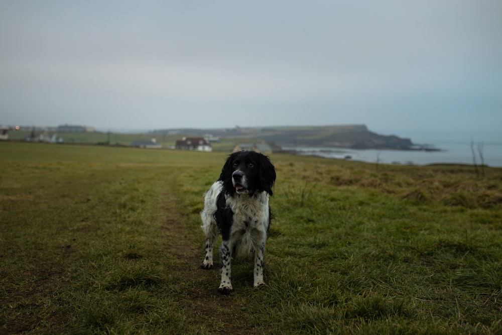 black and white long coat medium dog on green grass field during daytime